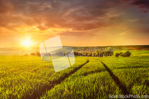 Image of Sunset in field
