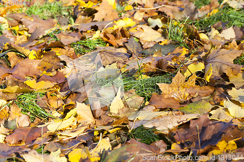 Image of foliage autumn