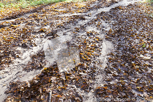 Image of forest foliage flush soil