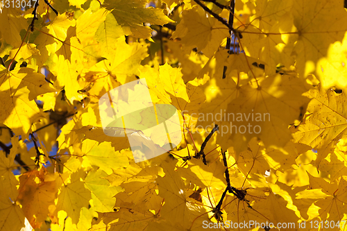Image of autumn tree background