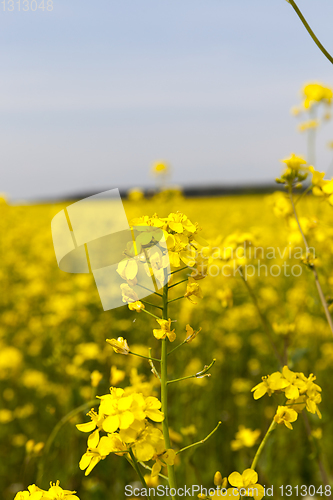 Image of Blooming canola