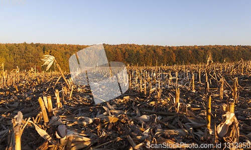 Image of Corn in the field