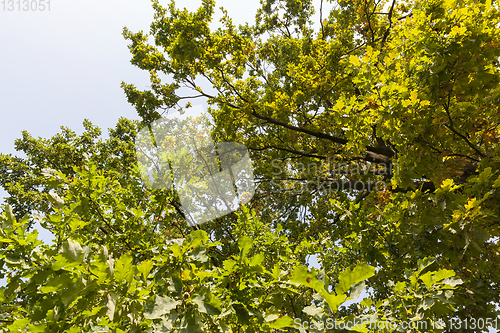 Image of Oak in early autumn