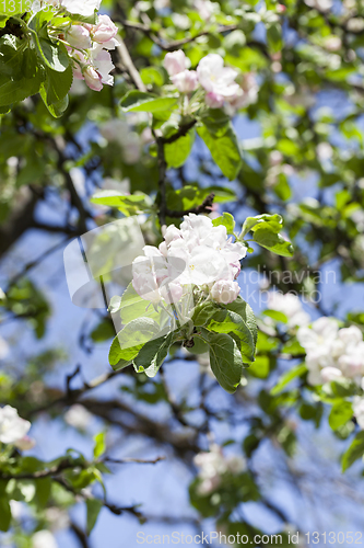 Image of White apple flower