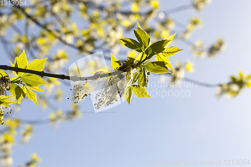 Image of blooming maple