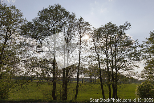 Image of Trees along the road