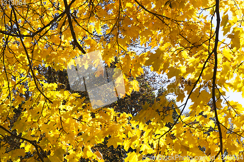 Image of Yellow Maple nostalgia