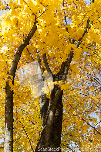 Image of maple trunk