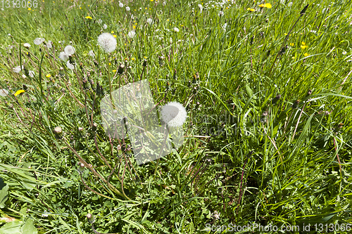 Image of dandelion spring