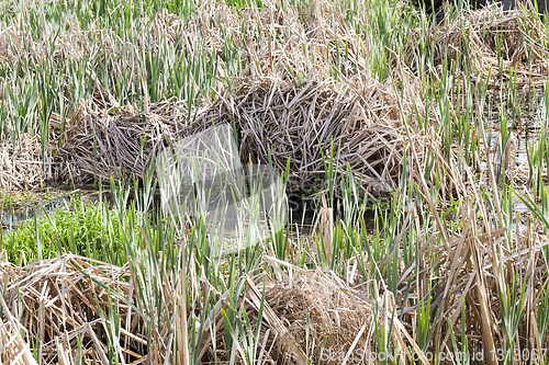 Image of Mowed dry grass