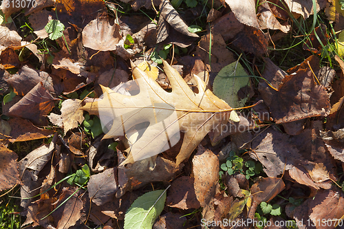 Image of Fallen leaf oak forest.