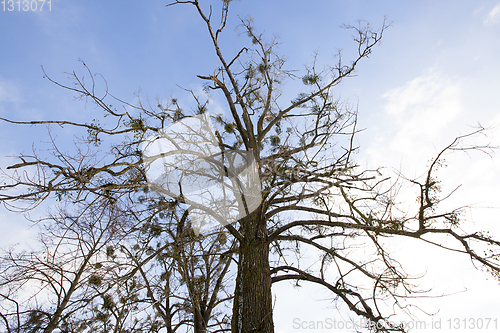 Image of Mistletoe growing on the branches of a tree