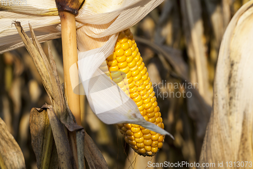 Image of yellow corn cob