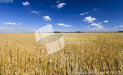 Image of Landscape wheat golden