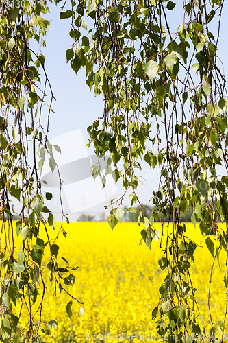 Image of Birch rape flower