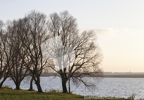 Image of Edge lake shore trees