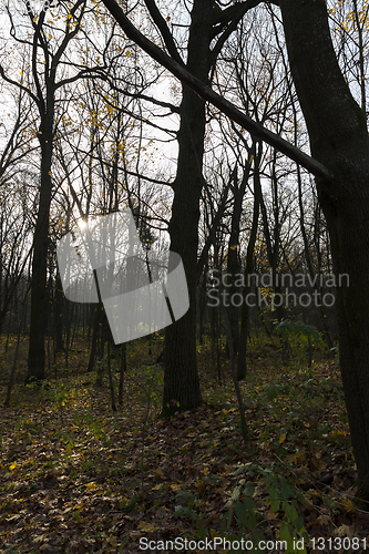 Image of Autumn forest