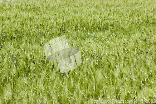 Image of Green fields