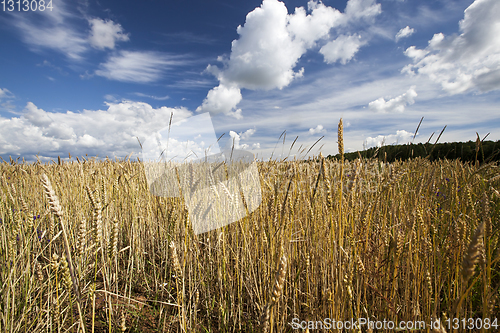 Image of Yield field rye