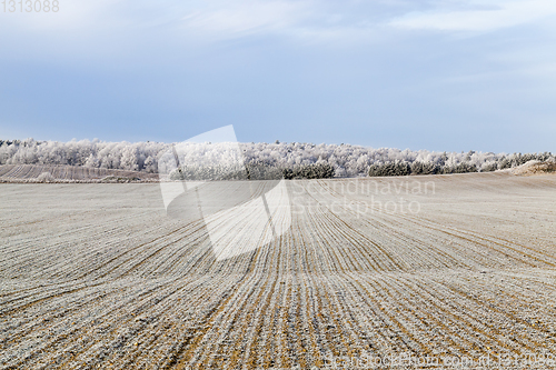 Image of Winter landscape