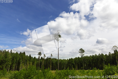 Image of Landscape forest