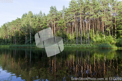 Image of forest Reflection