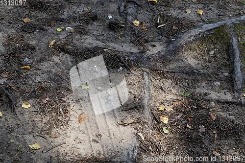 Image of Soil root of a tree