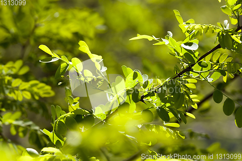 Image of young leaf shrub