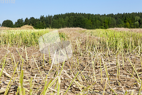 Image of canola straw