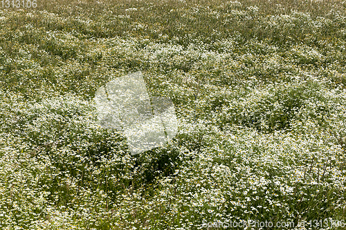 Image of chamomile medicinal fields