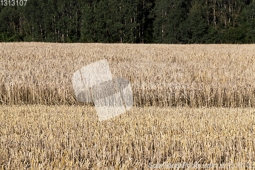 Image of Harvesting field