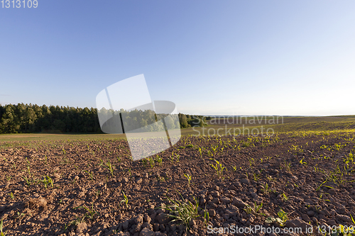 Image of Europe corn field