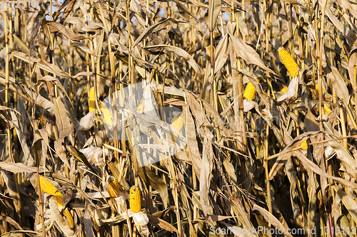 Image of corn seeds autumn field