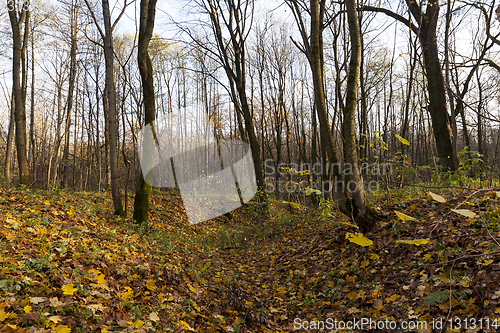 Image of autumn forest