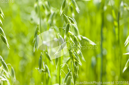 Image of oats cultivation