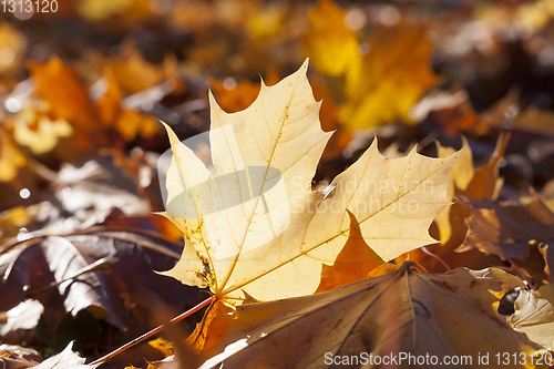 Image of Maple autumn