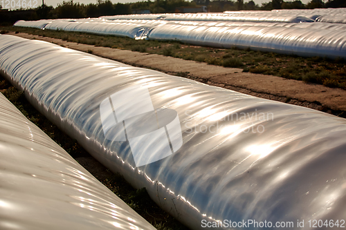 Image of Silo bag in a farm with fence and field. Rural, countryside image, agricultural industry scene.