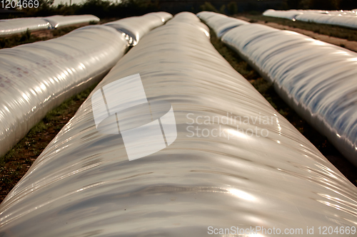 Image of Silo bag in a farm with fence and field. Rural, countryside image, agricultural industry scene.