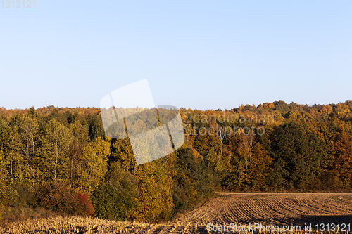 Image of Autumn corn field