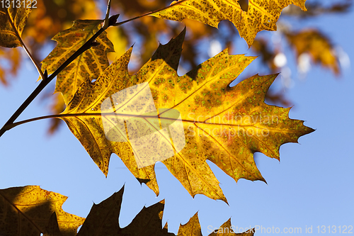 Image of Oak leaf autumn