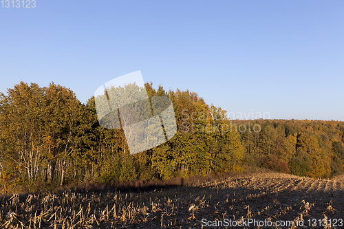 Image of field of corn