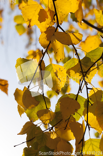 Image of golden and yellow birch foliage