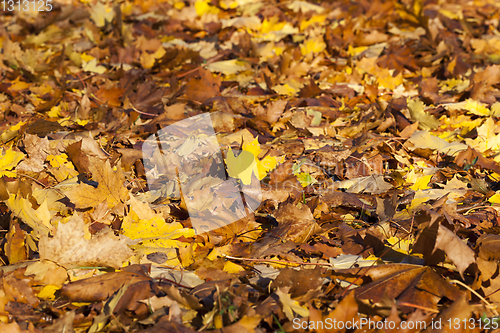 Image of Illuminated fallen autumn