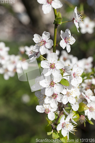 Image of White cherry flower