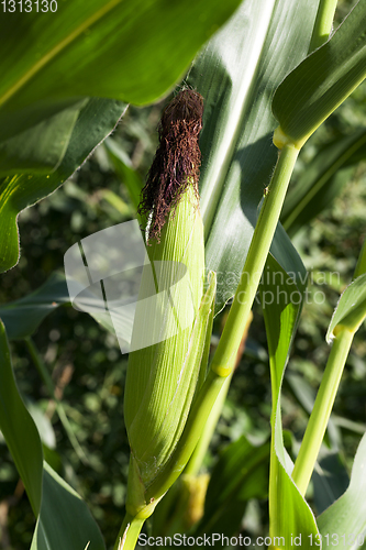 Image of corn ear