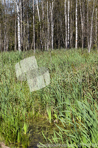 Image of Swamp reed birch