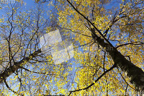 Image of spring tree