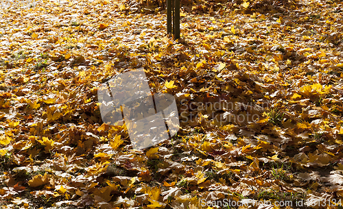 Image of pile of autumn foliage