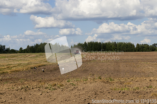 Image of field stork