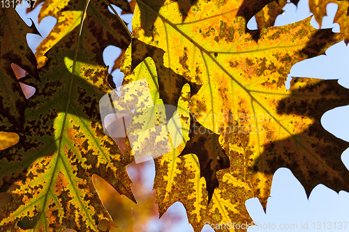 Image of Oak leaf autumn